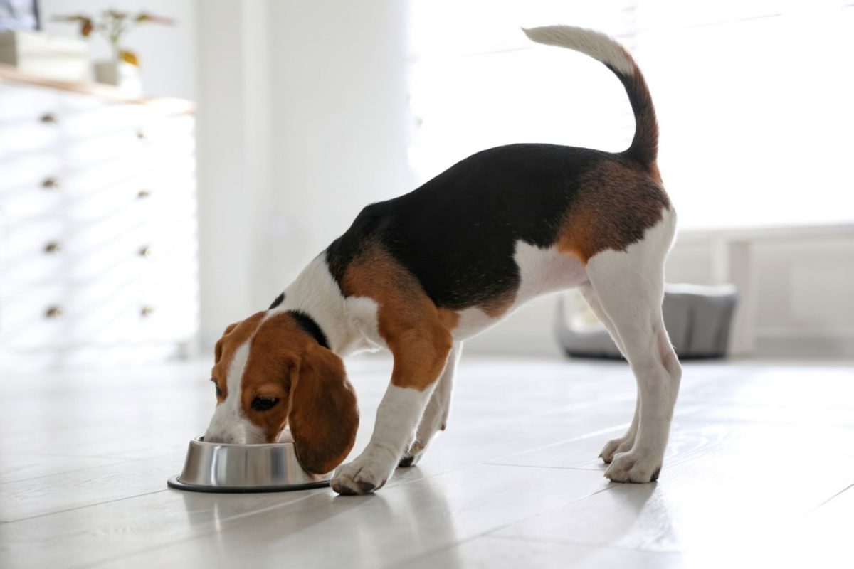 The Beagle Feeding Chart Building The Ideal Dog Diet