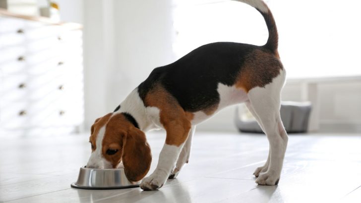The Beagle Feeding Chart: Building The Ideal Diet For Your Pooch