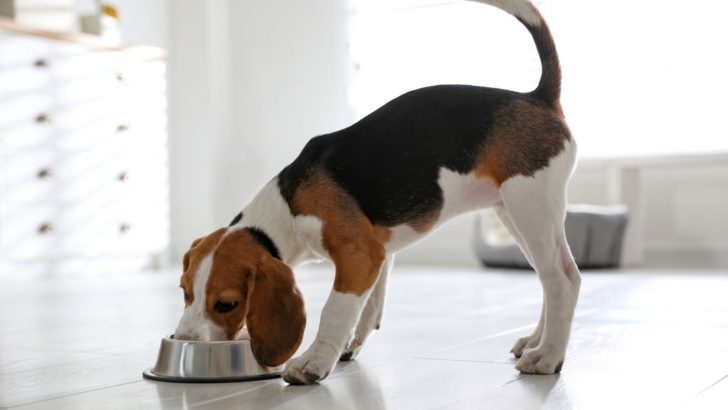 The Beagle Feeding Chart: Building The Ideal Dog Diet
