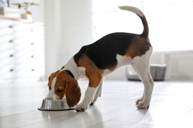beagle eating food