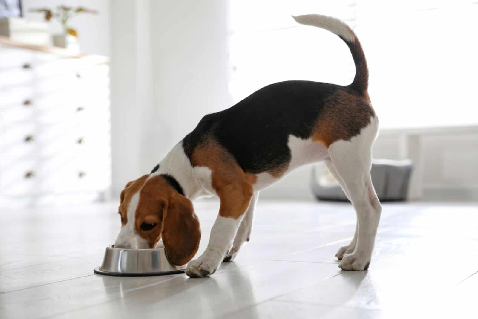beagle eating food
