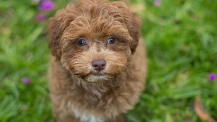 The Best Havapoo Breeders You Can Find In The USA