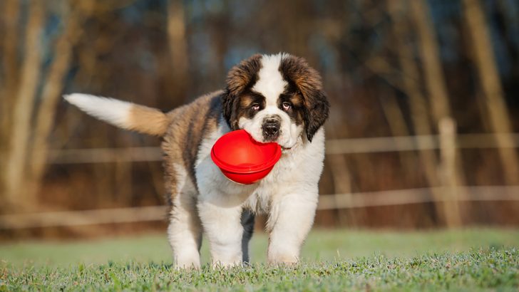 The Saint Bernard Feeding Chart: How Much Should They Eat?