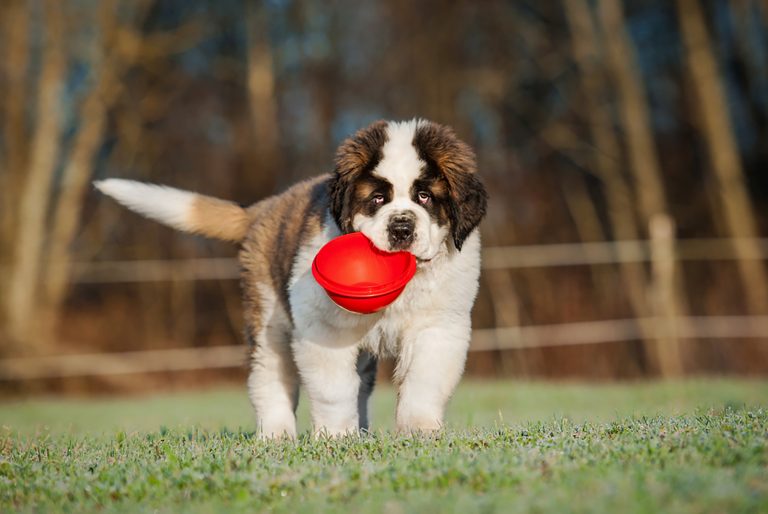 saint bernard puppy holding a bowl in his mouth