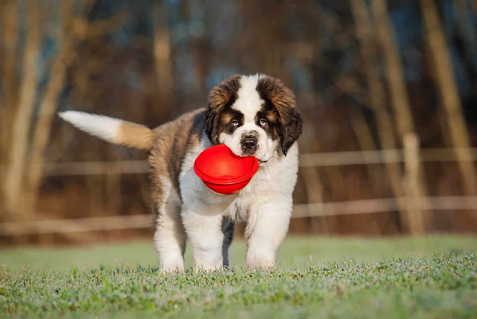 The Saint Bernard Feeding Chart: How Much Should They Eat?