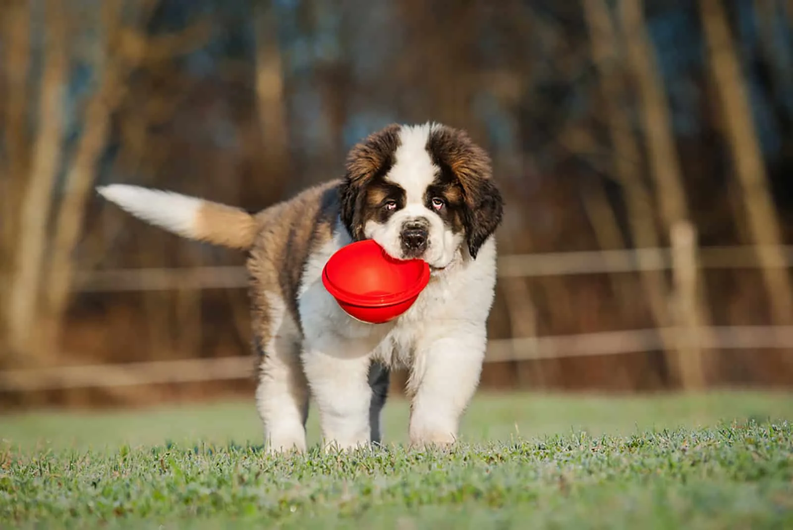saint bernard puppy holding a bowl in his mouth