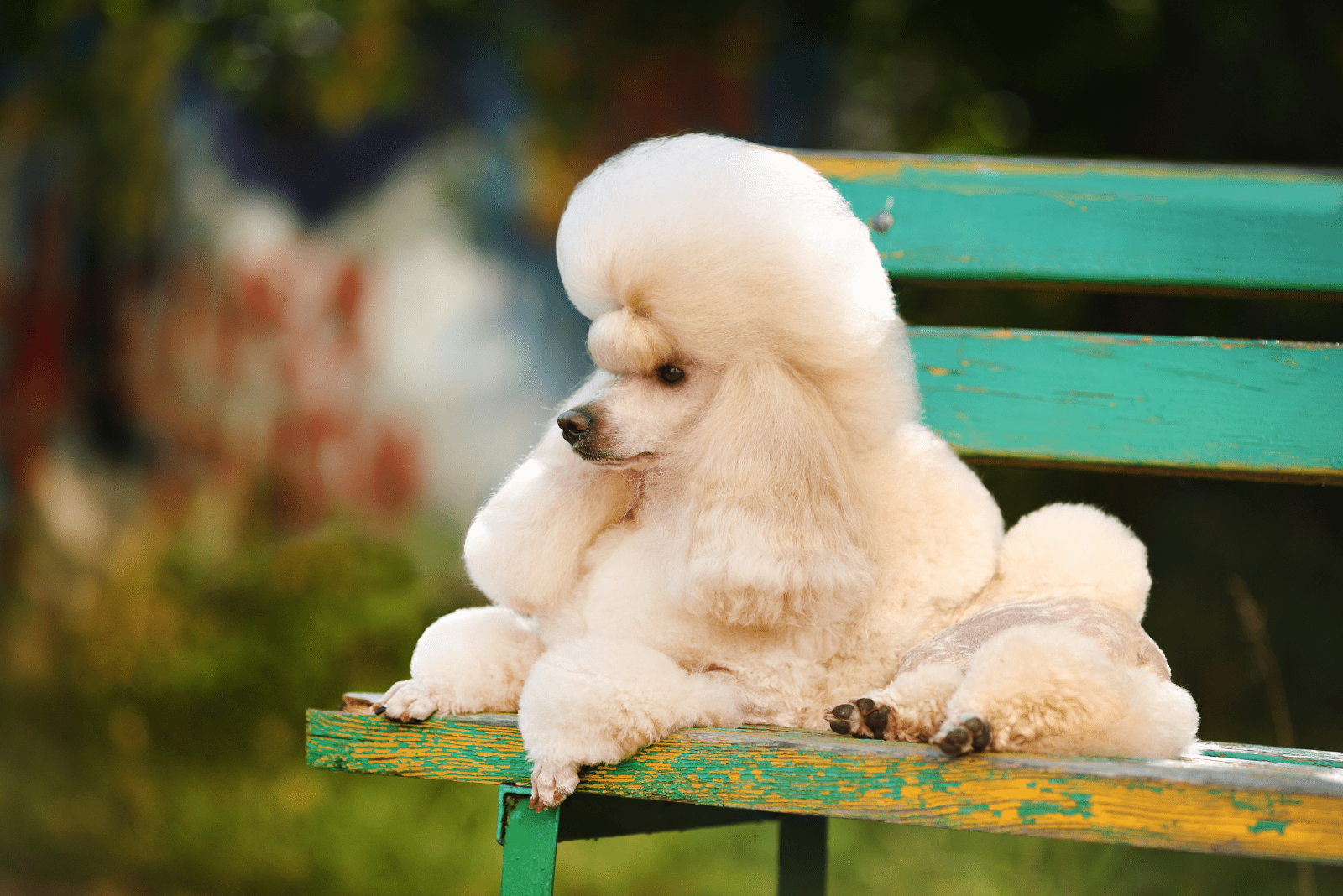 The poodle is lying on the bench