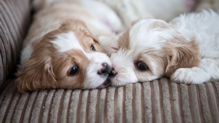 These 7 Cavachon Breeders Are The Ones You Can Trust!