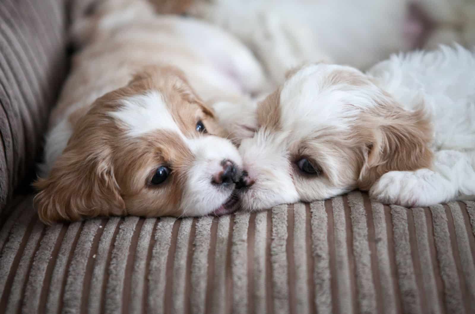 two cavachoon puppies playing on the couch