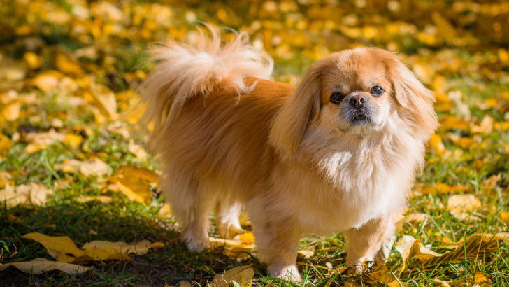 Top 11 Pekingese Breeders In The US