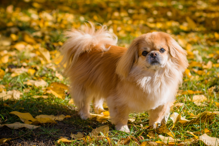 adorable Pekingese