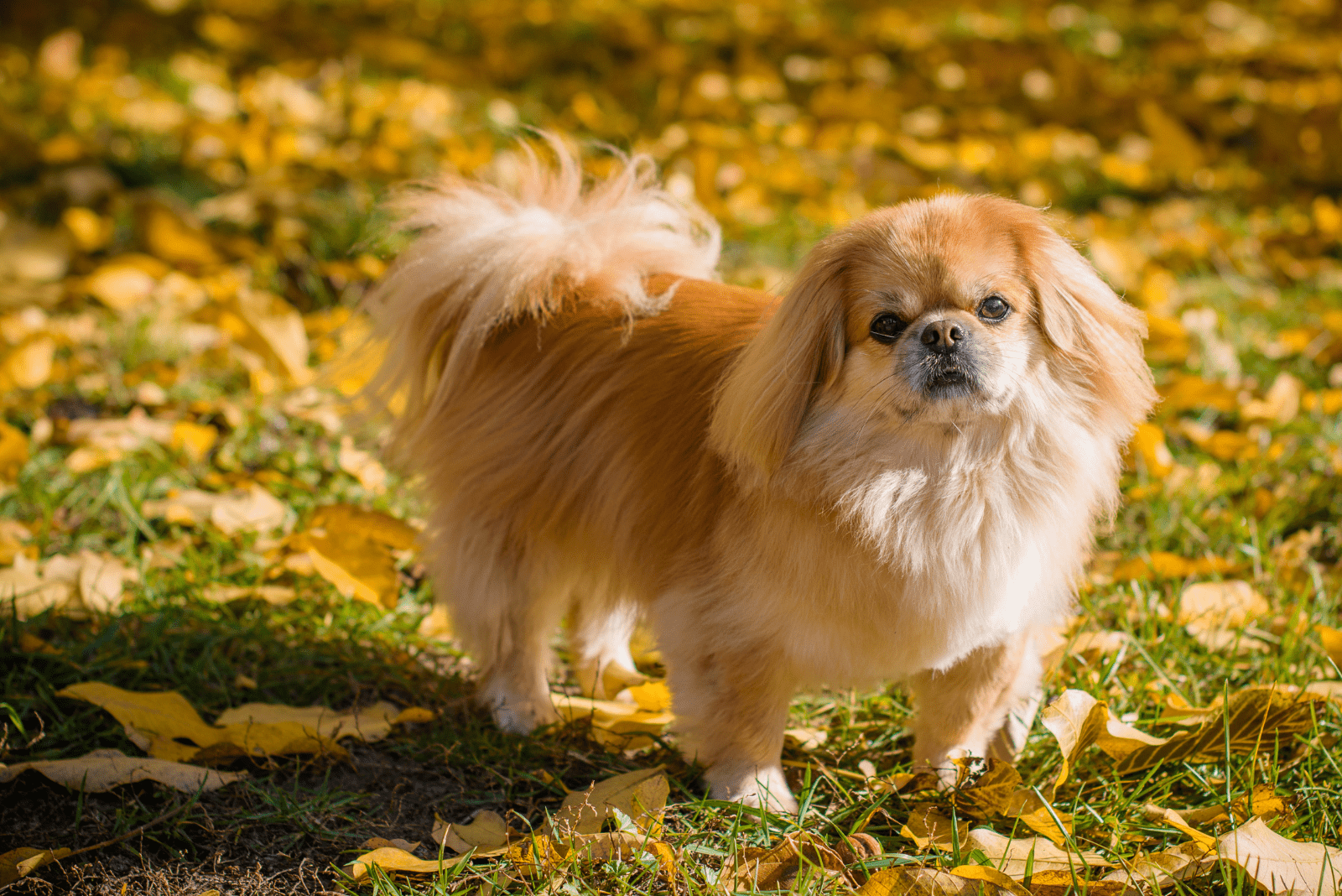 Top 11 Pekingese Breeders In The US