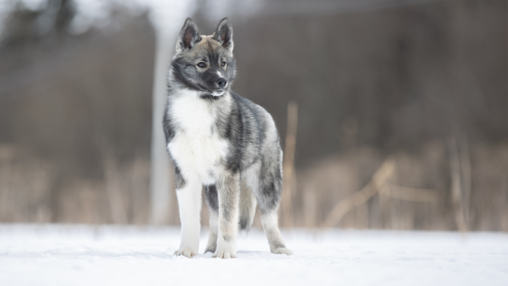 Top 5 Agouti Husky Breeders In U.S.