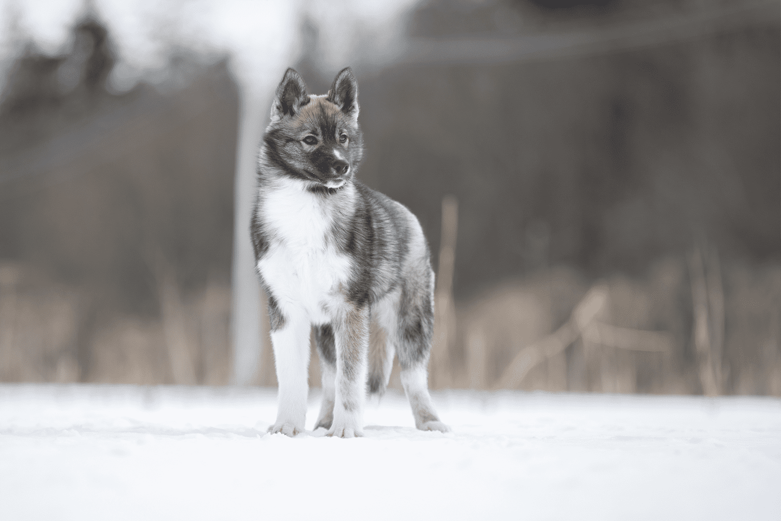 Agouti Husky