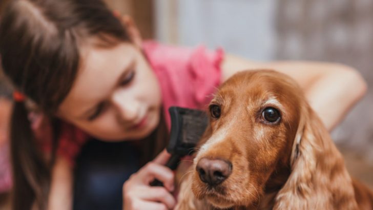 Top 6 Best Brushes For Cocker Spaniels