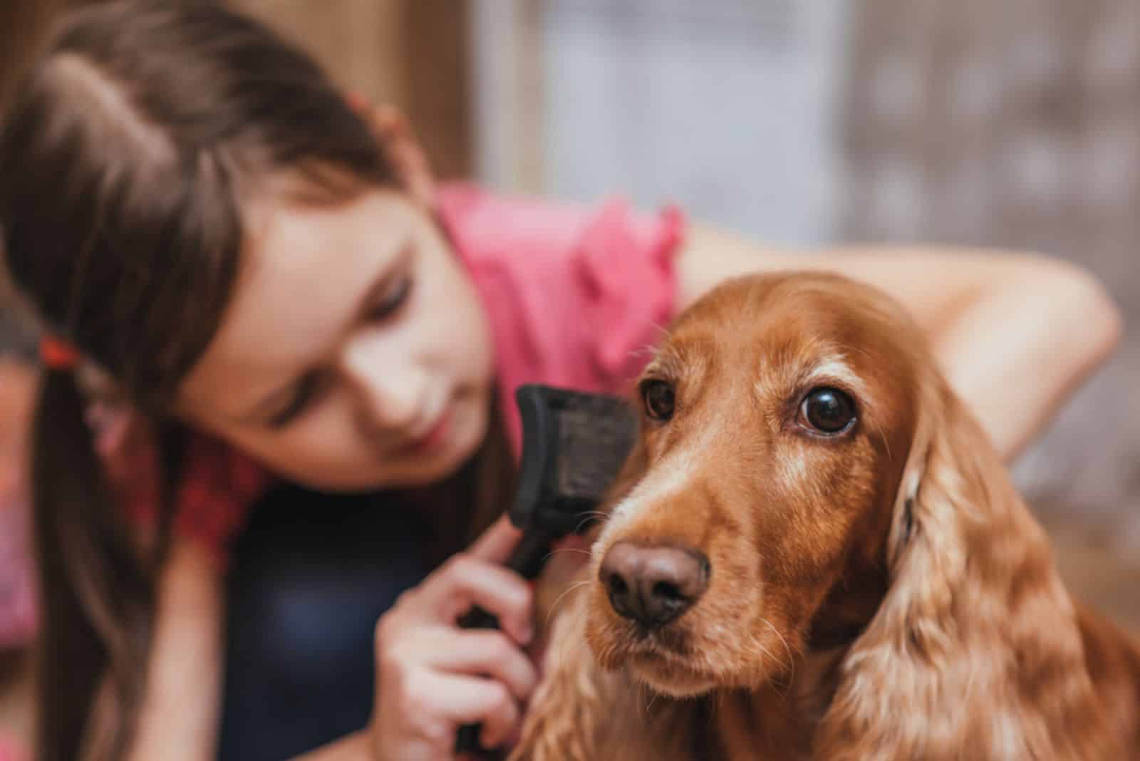 little girl grooming cocker spaniel