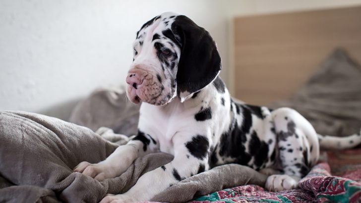 Top 6 Harlequin Great Dane Breeders That Don’t Joke