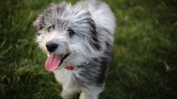 Top 8 Aussiedoodle Breeders In The U.S.