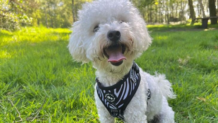 Top 8 Poochon Breeders: Picking The Pawfect Poochon