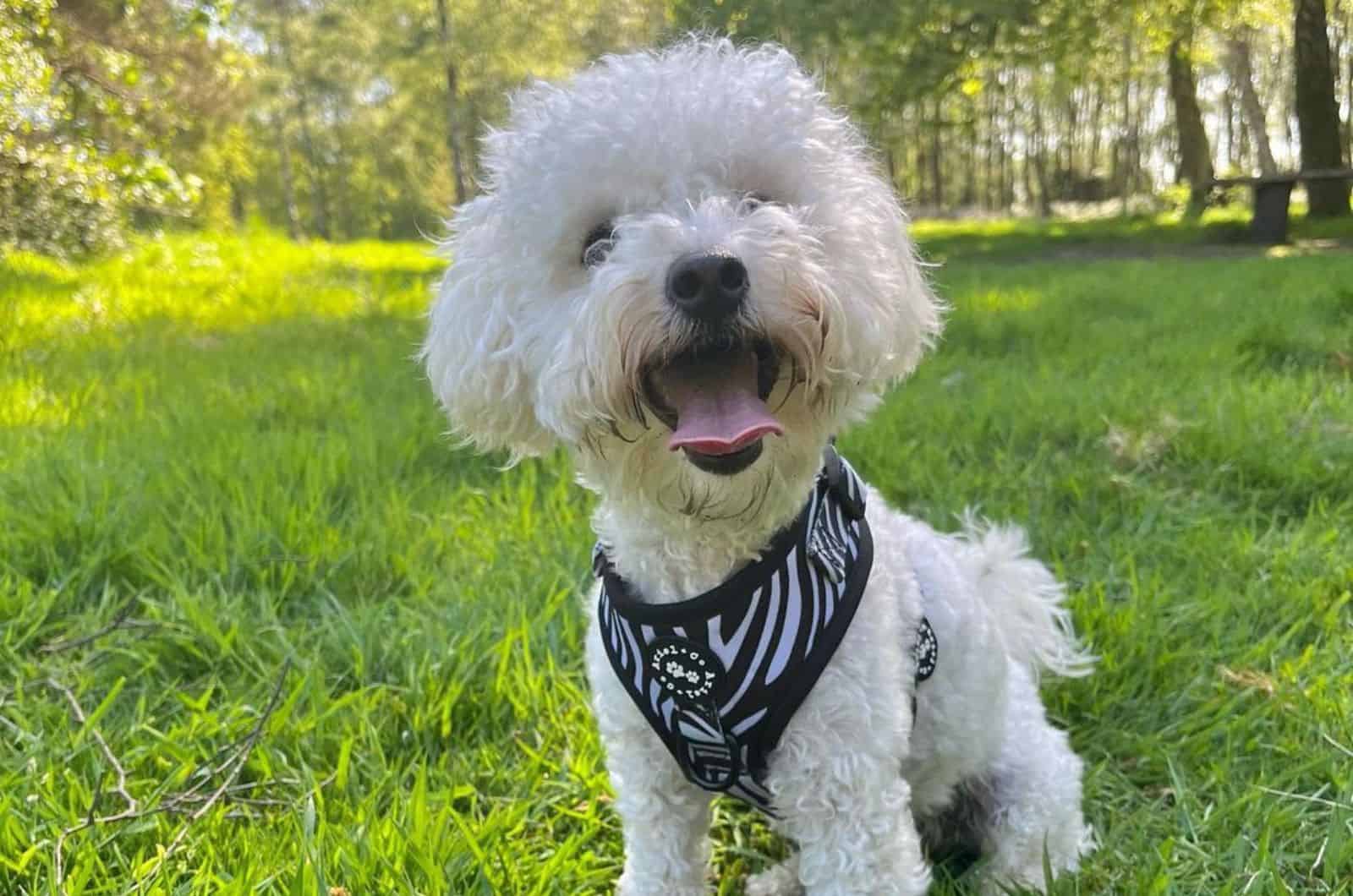 poochon on the grass