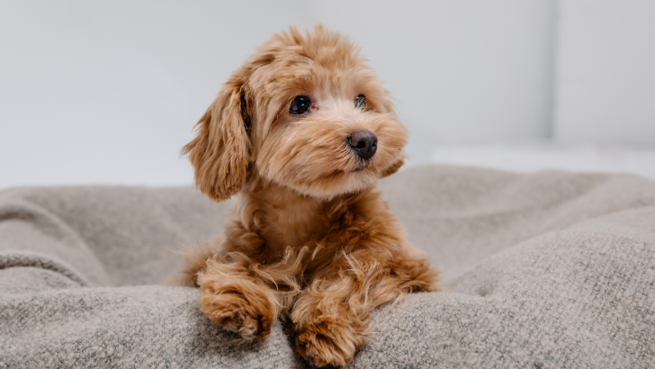 Top Maltipoo And Teacup Maltipoo Breeders From USA!