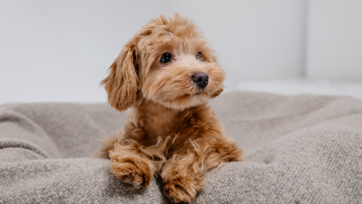 Top Maltipoo And Teacup Maltipoo Breeders From USA