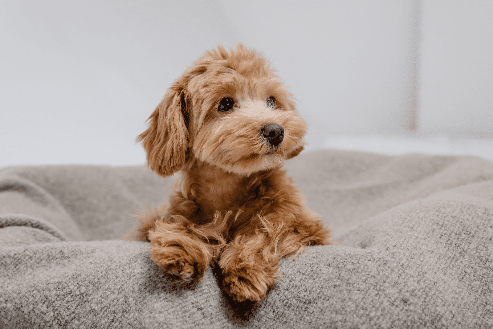 Maltipoo puppy sitting on his bed