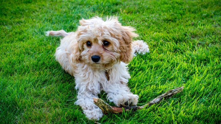 Toy Cavapoo: The Sweetest Of All Poodle Mixes