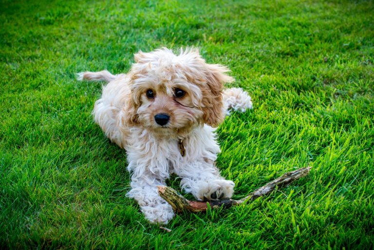 cute Cavapoo sitting on grass