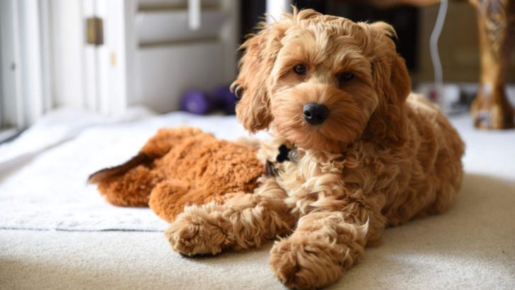 Toy Cockapoo: A Toy You Wish You Had Growing Up