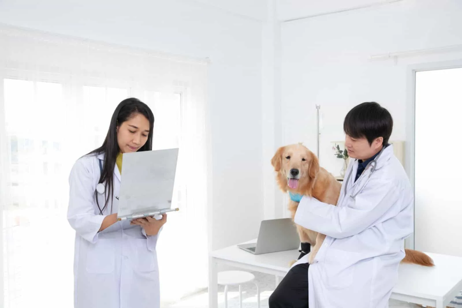 Veterinary team for treating sick Golden Retriever