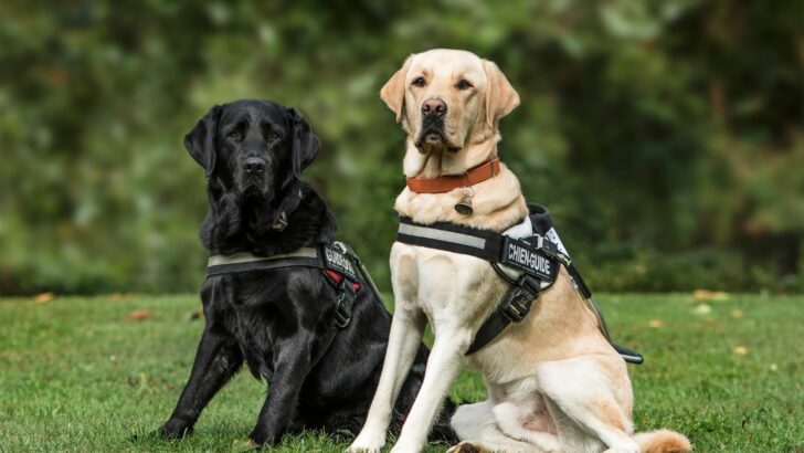 Weighted Dog Harness: Top 10 Dog Vests For Your Pet