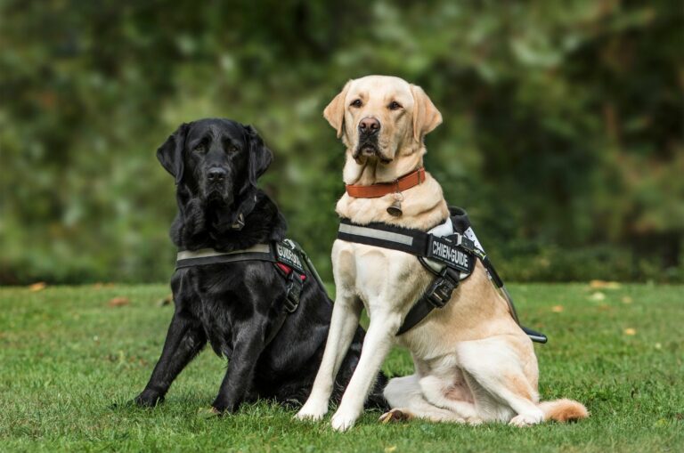 two dogs with harness sitting on grass