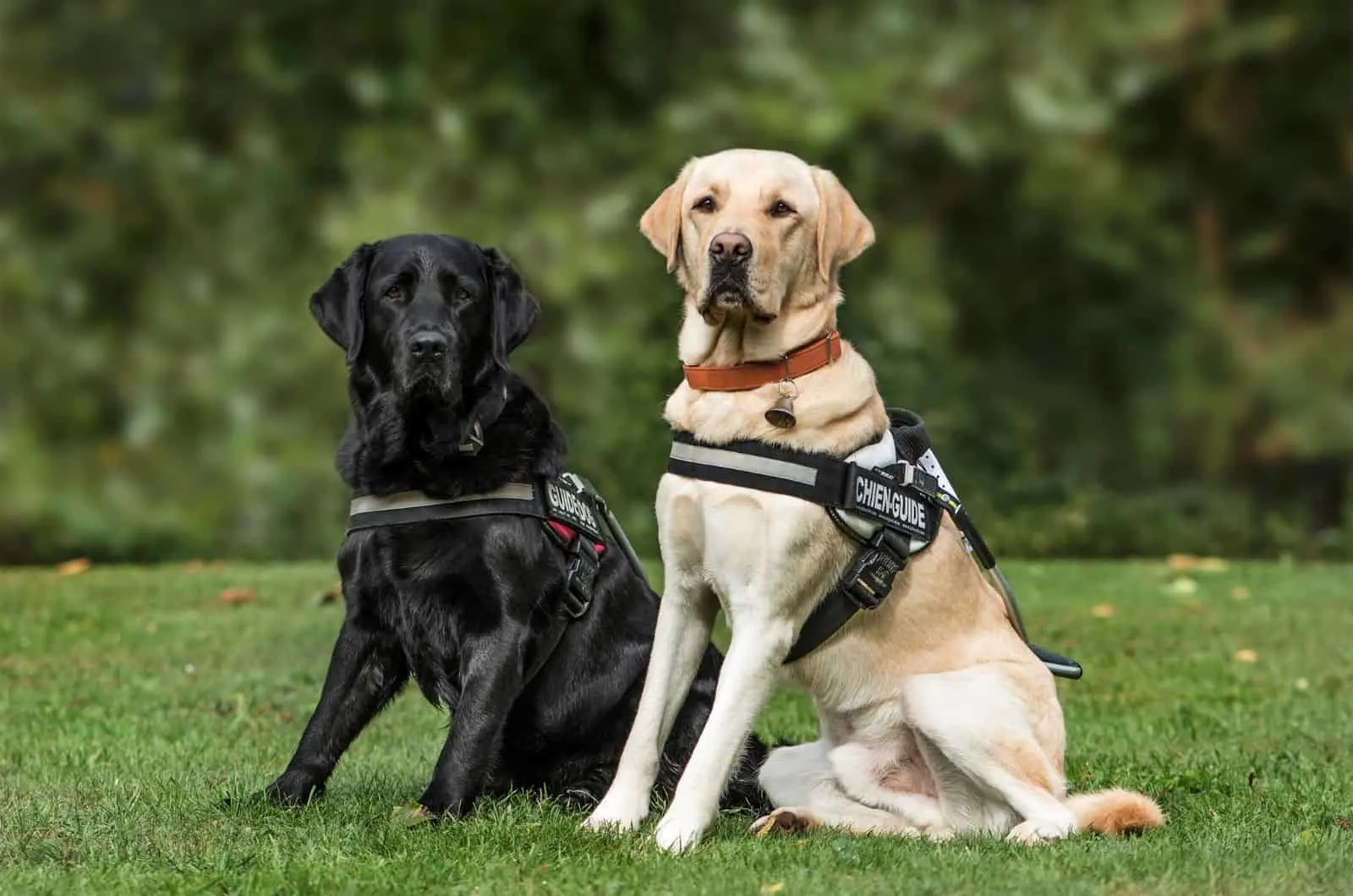 two dogs with harness sitting on grass