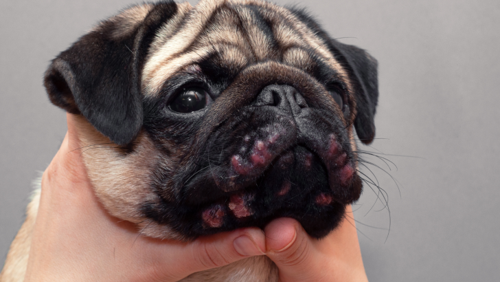 What Could Crusty Scabs Around Dog’s Mouth Mean? 9 Explanations