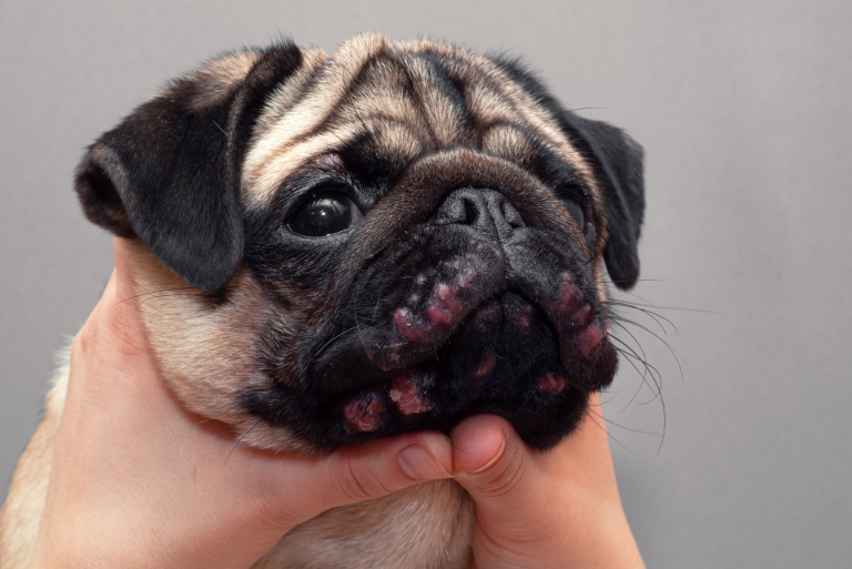 dog with scabs around the mouth