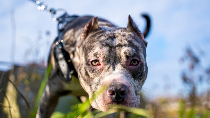 What Is A Merle XL Bully And Should You Get One?