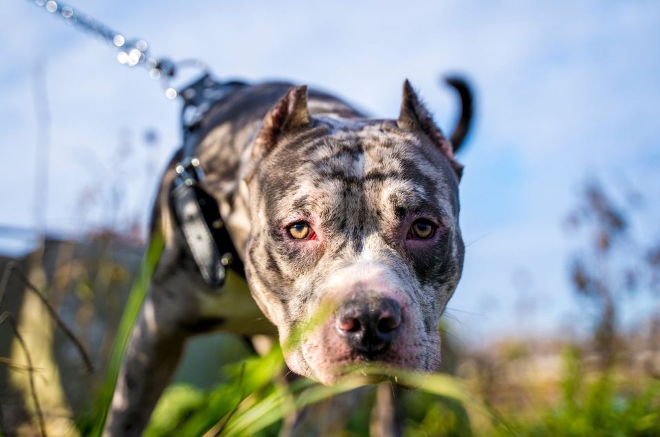 Pure Merle What Is A Merle XL Bully And Should You Get One?