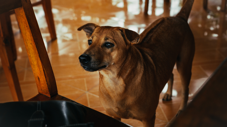 What Is A Phu Quoc Ridgeback And Is It The Right Fit For You?