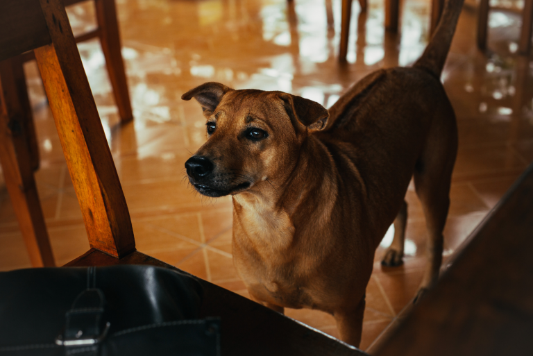 Phu Quoc Ridgeback stands and waits for food