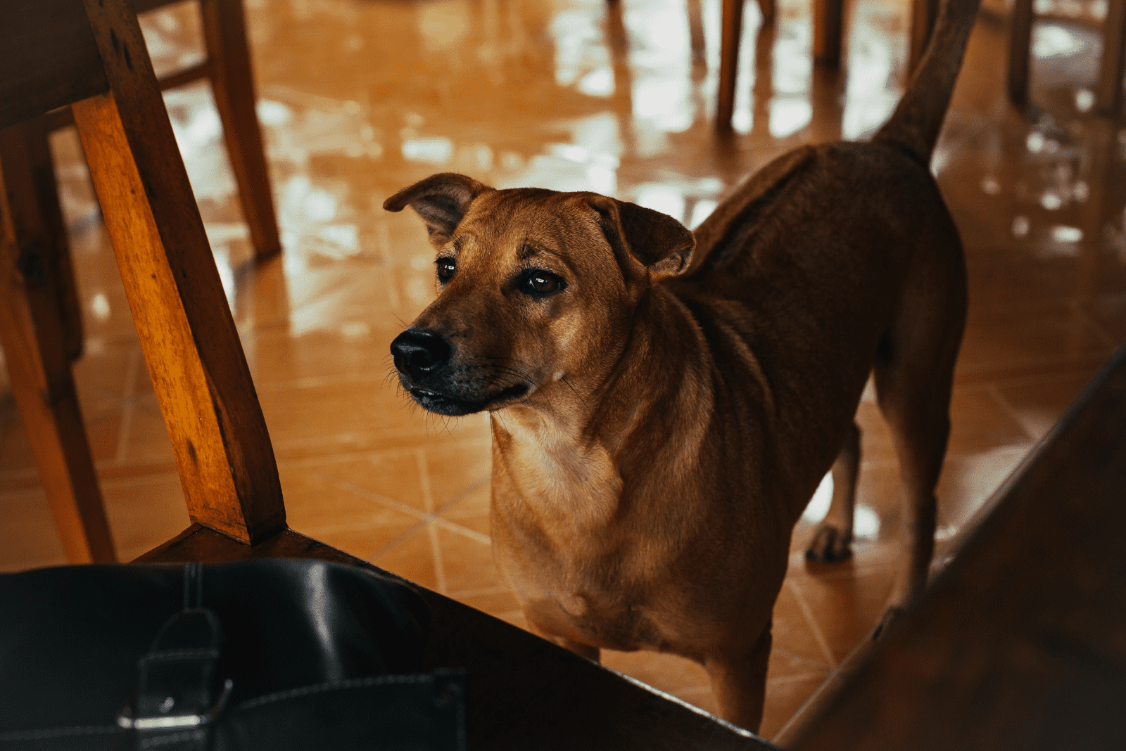 Phu Quoc Ridgeback stands and waits for food