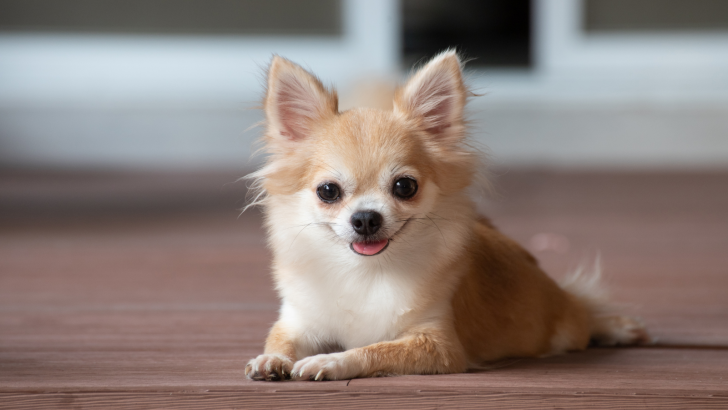 What Were Chihuahuas Bred For? Origins of These Little Dogs