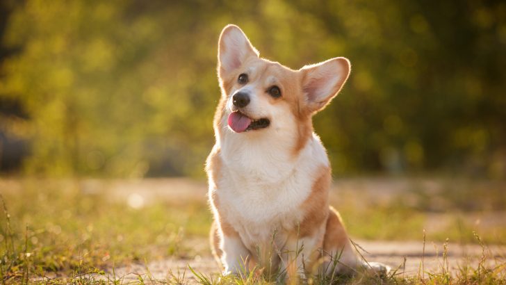 What Were Corgis Bred For? The Answer Might Surprise You