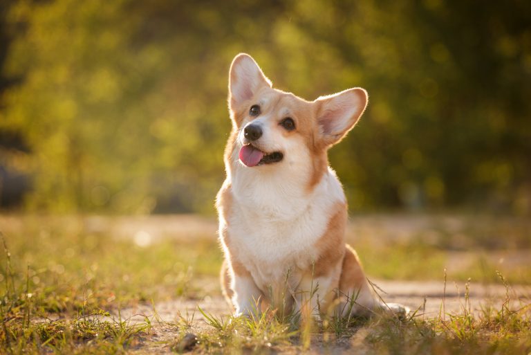 adorable corgi sitting outdoor