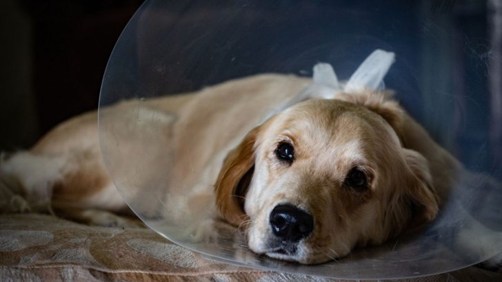 When To Spay Or Neuter A Golden Retriever: What Age Is Best?
