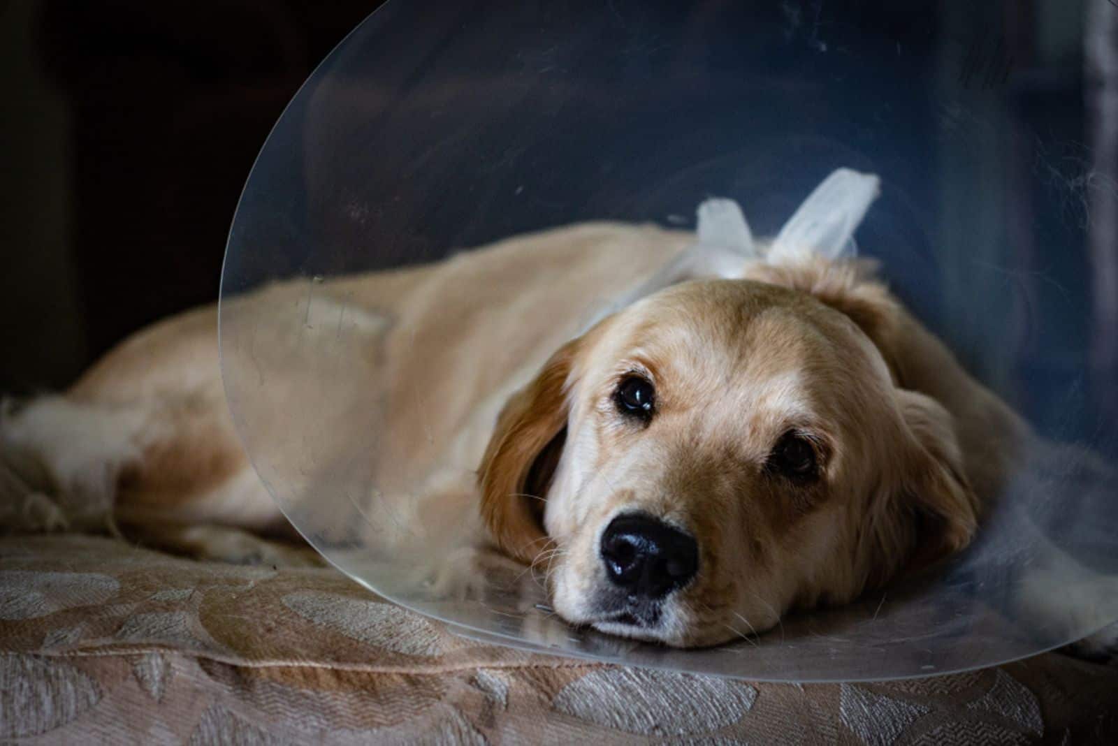 Puppy looking sad while wearing a "cone of shame" to prevent licking after surgery