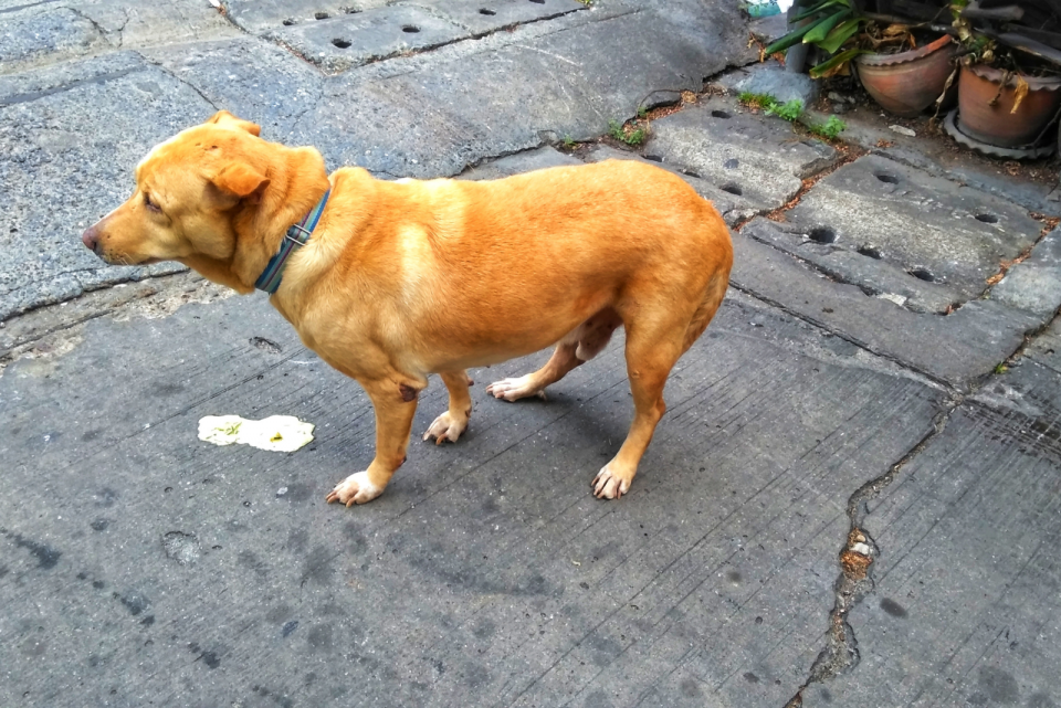 Dog Vomit Color Chart 7 Shades Of Barf