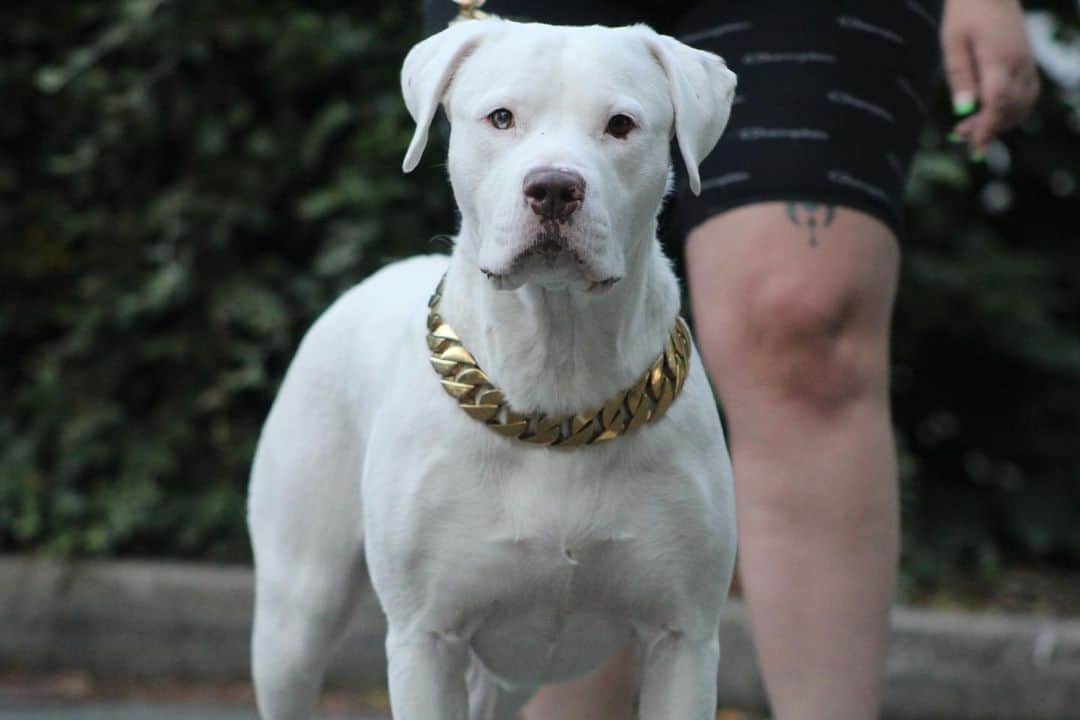 White Rottweiler looking at camera