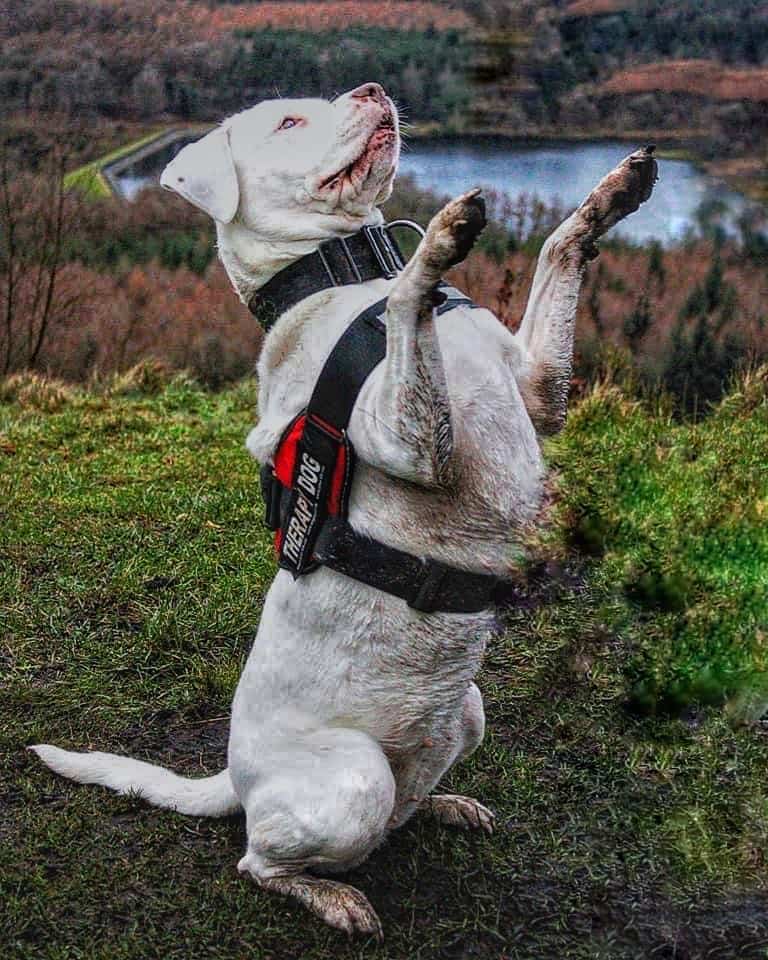 White Rottweiler playing in nature