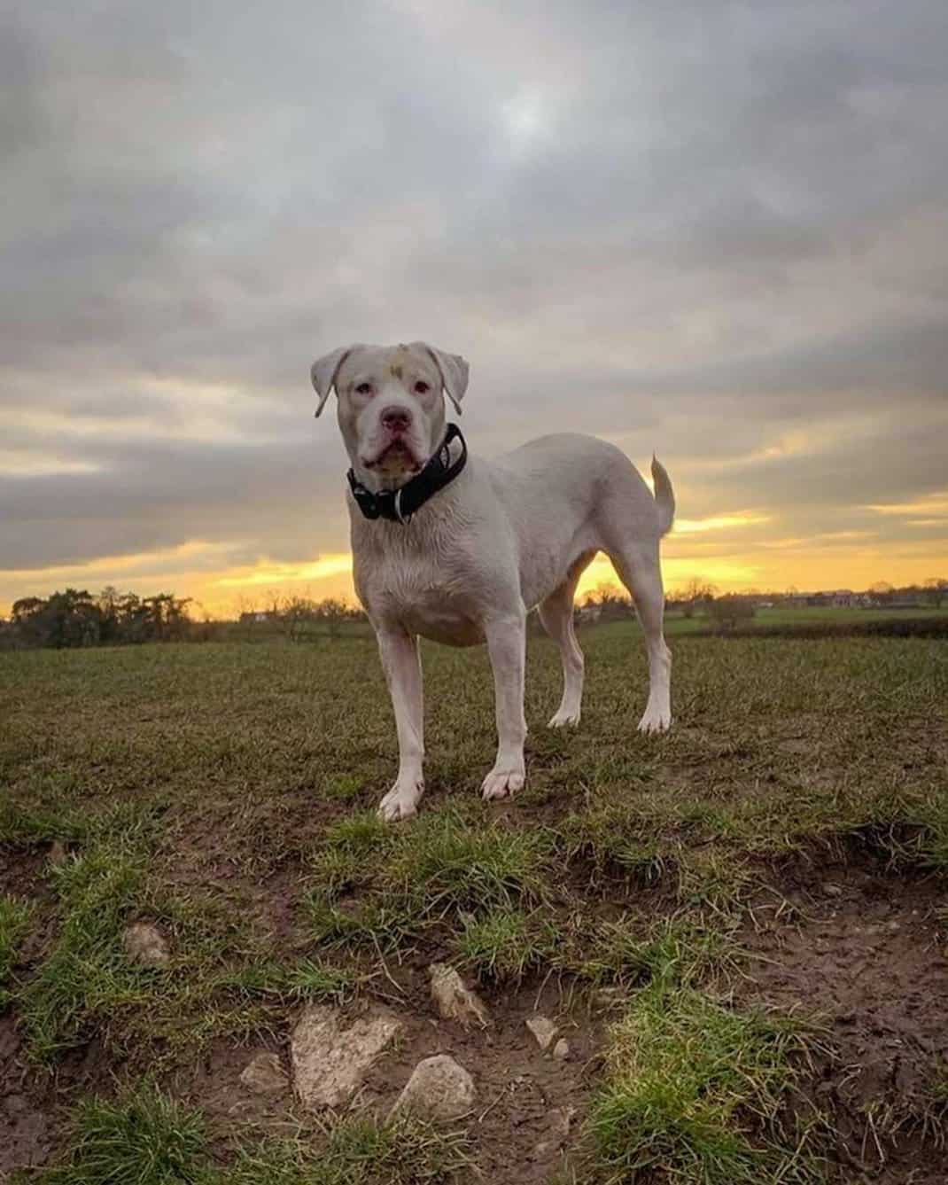 White Rottweiler standing outside looking at camera